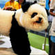 Panda g�r�n�ml� k�pek �a��rtt�