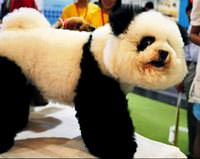 Panda g�r�n�ml� k�pek �a��rtt�