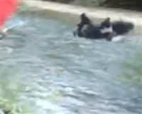 Nehre f�rlat�lan yavru k�pekler kurtulmu�