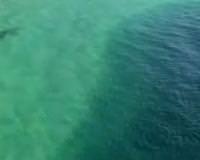 Y�zlerce k�pekbal��� sald�rd�