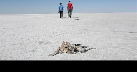Flamingo �l�mleri ��pheli bulundu