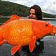 Japon bal��� ama 13 kilo! font color=redblinkGALER�/blink/font