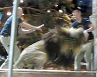 Aslan, e�itmenine sald�rd�! <font color=red><blink>V�DEO</blink></font>