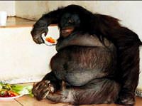 95 kiloluk obez orangutan diyette
