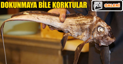 Bu yarat�k Marmaradan ��kt�!
