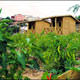 Farmville oyunu Beykozda ger�ek oldu