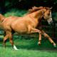 �ngiliz atlar� asl�nda T�rkm��