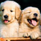 Petshoptan de�il sahibinden al�n