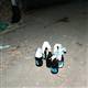 Polis arac�na molotoflu sald�r�