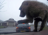 King Kong filmi de�il, ger�ek bir foto!