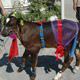 Buza��lar podyuma ��kt�