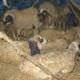 Koyun s�r�s�ne ay� ve kurtlar sald�rd�
