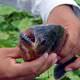 Piranalar havl�yor