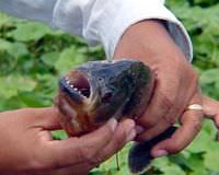 Piranalar havl�yor