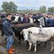 Kurbanl�k se�menin p�f noktalar�