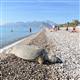 Antalyada �l� caretta caretta bulundu