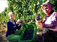 Antalya'da �arap ve ba� turizmi