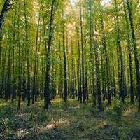 Mersin'in ormanlar� geni�liyor