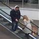 Y�r�yen merdivenle z�tla�an sar���n