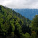 U�a�a binen her yolcu i�in iki a�a� dikiyor