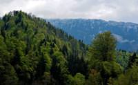 U�a�a binen her yolcu i�in iki a�a� dikiyor