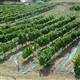 Cezaevinde organik �retim