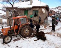 Konya'da kuduz karantinas�