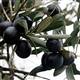 Cudide zeytin yeti�tirilecek