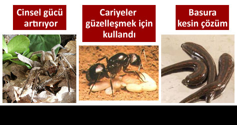 Bunlar da �ifal� b�cekler