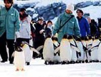 Turistlerin �n�nde sabah y�r�y��� yap�yorlar