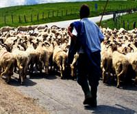 Yunanistan’da çoban da vergi kaçırmış