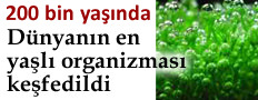 EN YA�LI ORGAN�ZMA