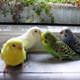 Muhabbet edecek adam bulamay�nca...