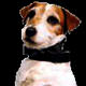 Uggie, Proust anketinde