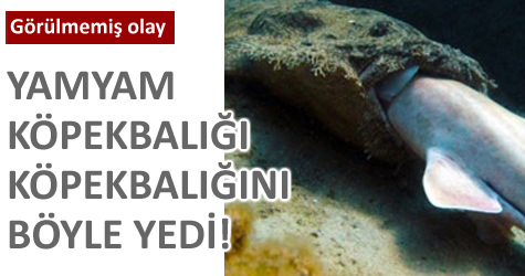 Yamyam k�pekbal��� k�pekbal��� yedi