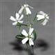 30 bin y�ll�k bitkiler canland�r�ld�