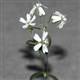 31 bin y�ll�k tohum canland�r�ld�