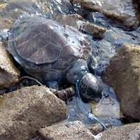 Caretta Caretta marmaris