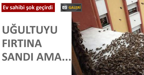 Kad�k�yde ar�lar bir daireyi i�gal etti