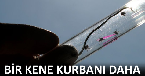 Kastamonuda bir kene kurban� daha
