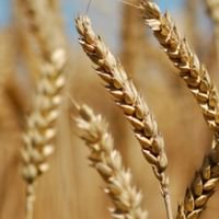 Arpa insan sağlığına iyi geliyor