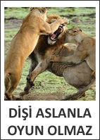 Di�i aslanla oyun olmaz