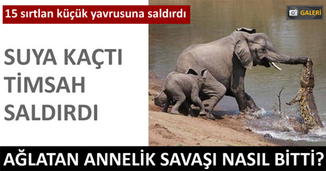 15 sırtlan küçük yavrusuna saldırdı
