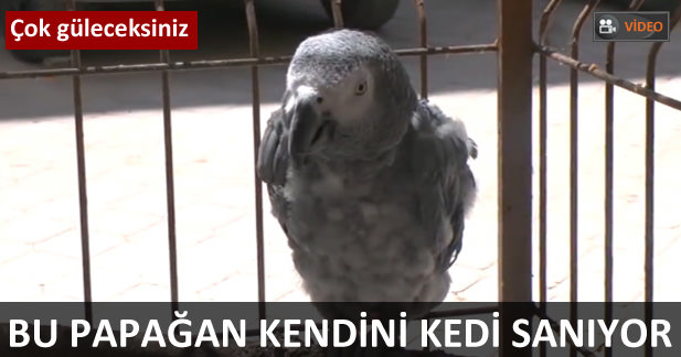 Papağan kediyi taklit ederse...