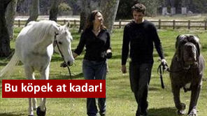 Görenler şoka giriyor