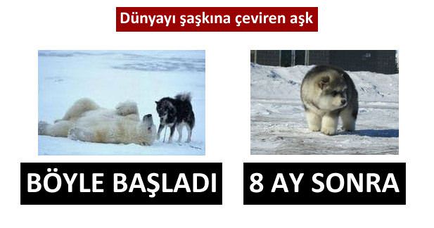 Dünyayı şaşkına çeviren aşk!