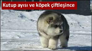 Dünyayı şaşırtan aşkın meyvesi