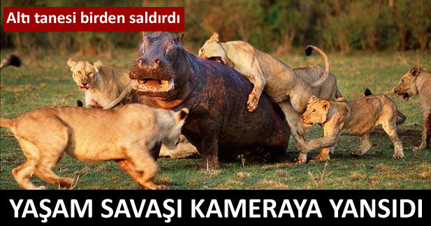 Altı tanesi birden saldırdı