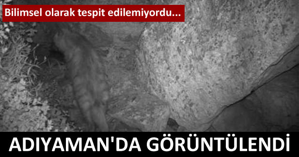 Adıyaman'da çizgili sırtlan görüntülendi