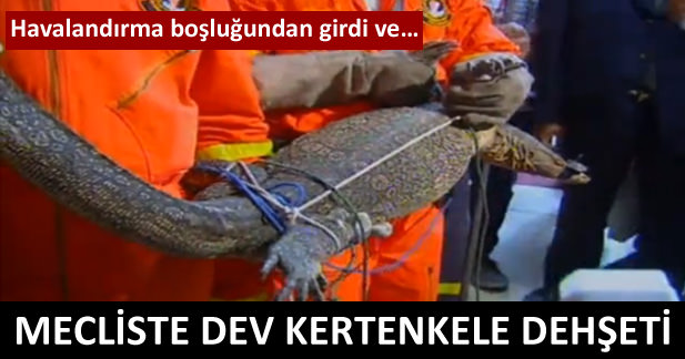 Mecliste dev kertenkele şoku